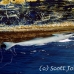 remora_sharksucker_jr_h_0705_png0375.jpg